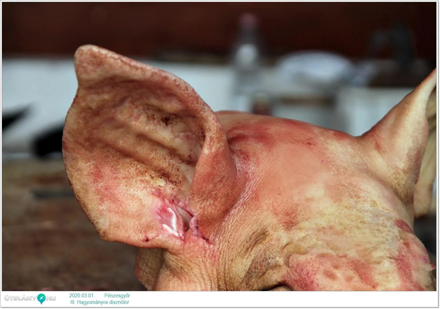 III. Hagyományos disznótor / Képek: Útirány.hu