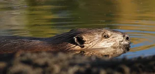 Munkálkodnak a hódjaink borítóképe