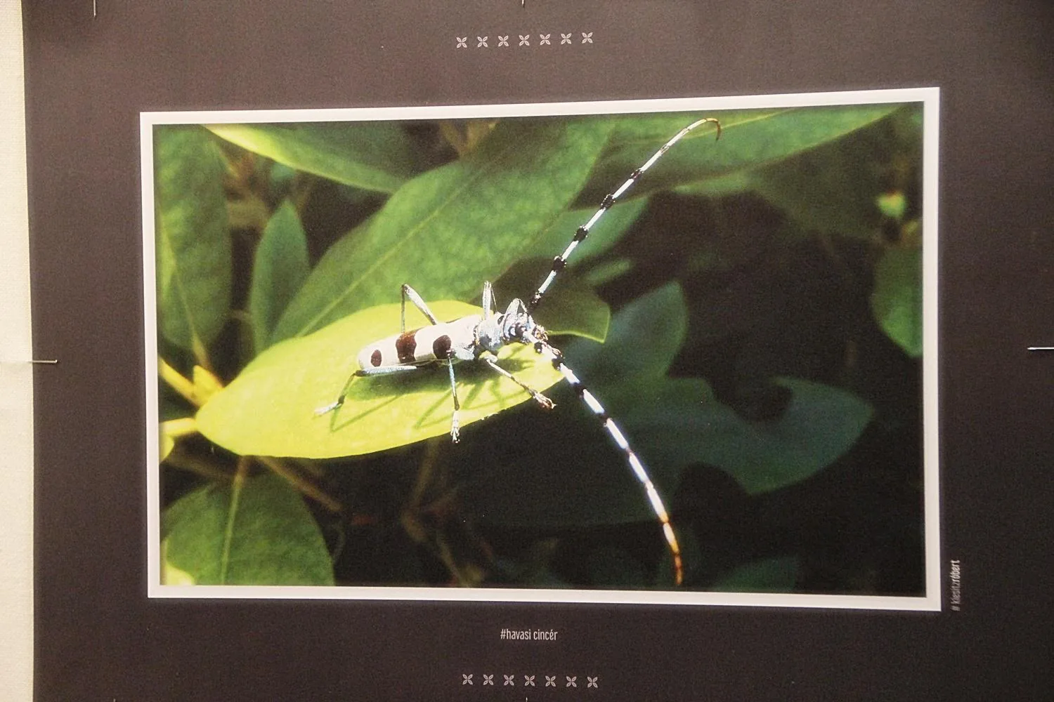 Klesitz Róbert fotókiállítás megnyitó. / Képek: Útirány.hu