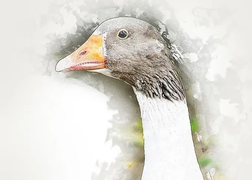 'Márton Nap Fenyőfőn' cikk borítóképe