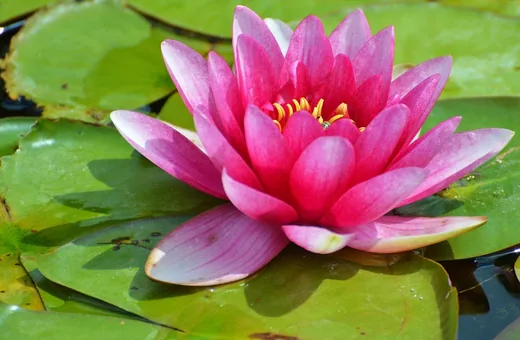 'Natura Nap' cikk borítóképe