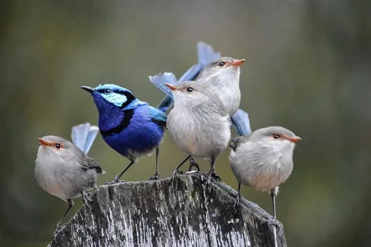 'Miről énekelnek a madarak? Miket mondanak?' cikk borítóképe