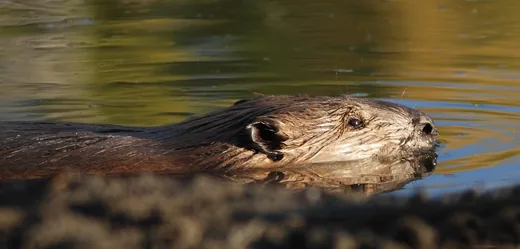 'Munkálkodnak a hódjaink' cikk borítóképe