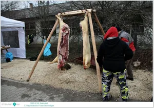 X. Bakonybéli Hagyományőrző Falusi Disznóvágás
