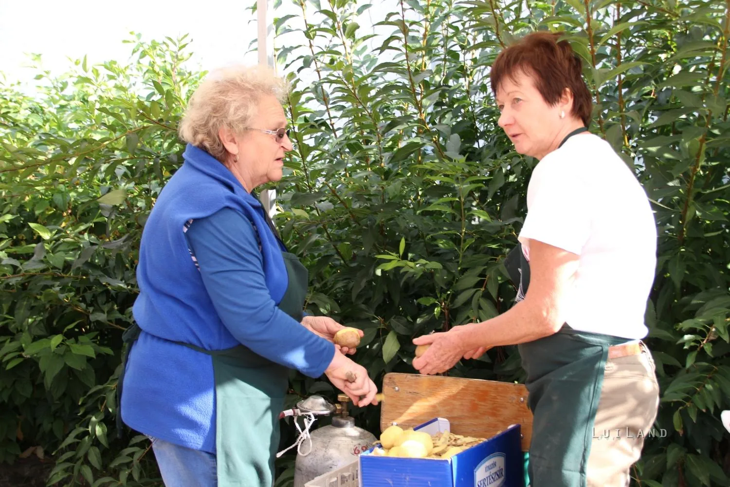 Kora délután, fotók: BakonyiHírek