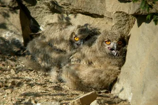 Uhufiókák a Bakonyban borítóképe