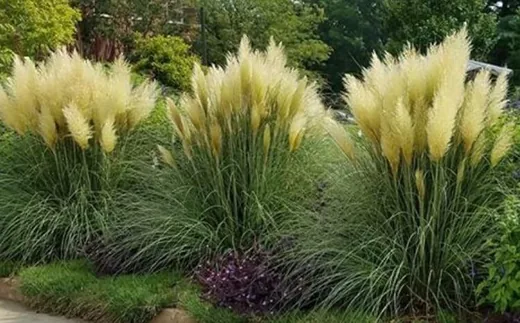 'A Pampafű teleltetése' cikk borítóképe