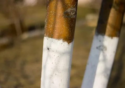 'Gazda percek - Gyümölcsfák téli védelme' cikk borítóképe