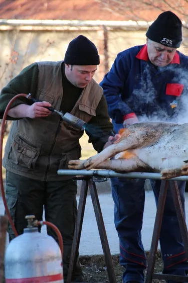III. Falusi disznóvágás beszámoló fotókkal