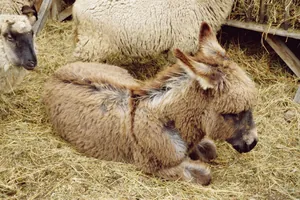 Betlehem 2019 Fotó: Nagy Ferenc