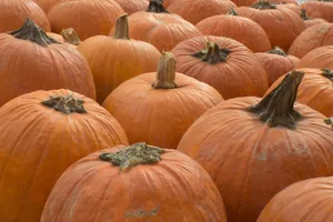 Tökfesztivál 2018. Képek: Babai Lalinda