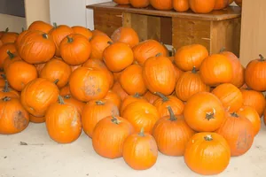 Fotók 1 album: Babai Lalinda