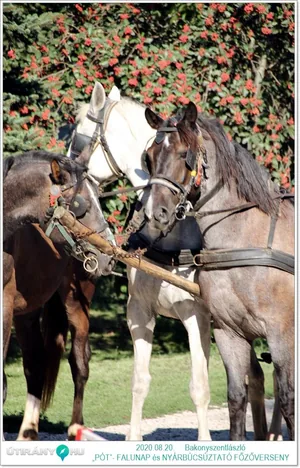 „PÓT”- FALUNAP és NYÁRBÚCSÚZTATÓ FŐZŐVERSENY KÉPEK / Fotók: Útirány.hu