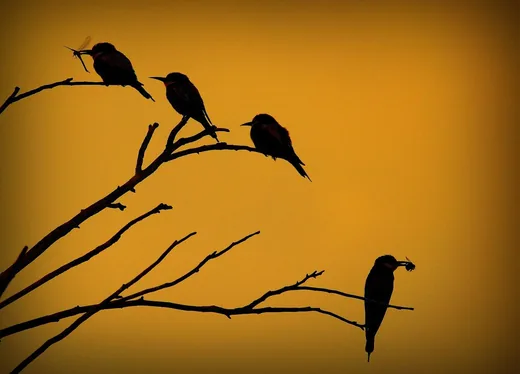 'Madárgaléria – Szalakótaalakúak' cikk borítóképe