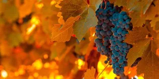 Szüreti felvonulás és bál borítóképe